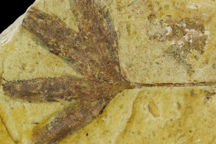 Jurassic Leaf (Ginkgo) Fossil - Yorkshire, England #129610